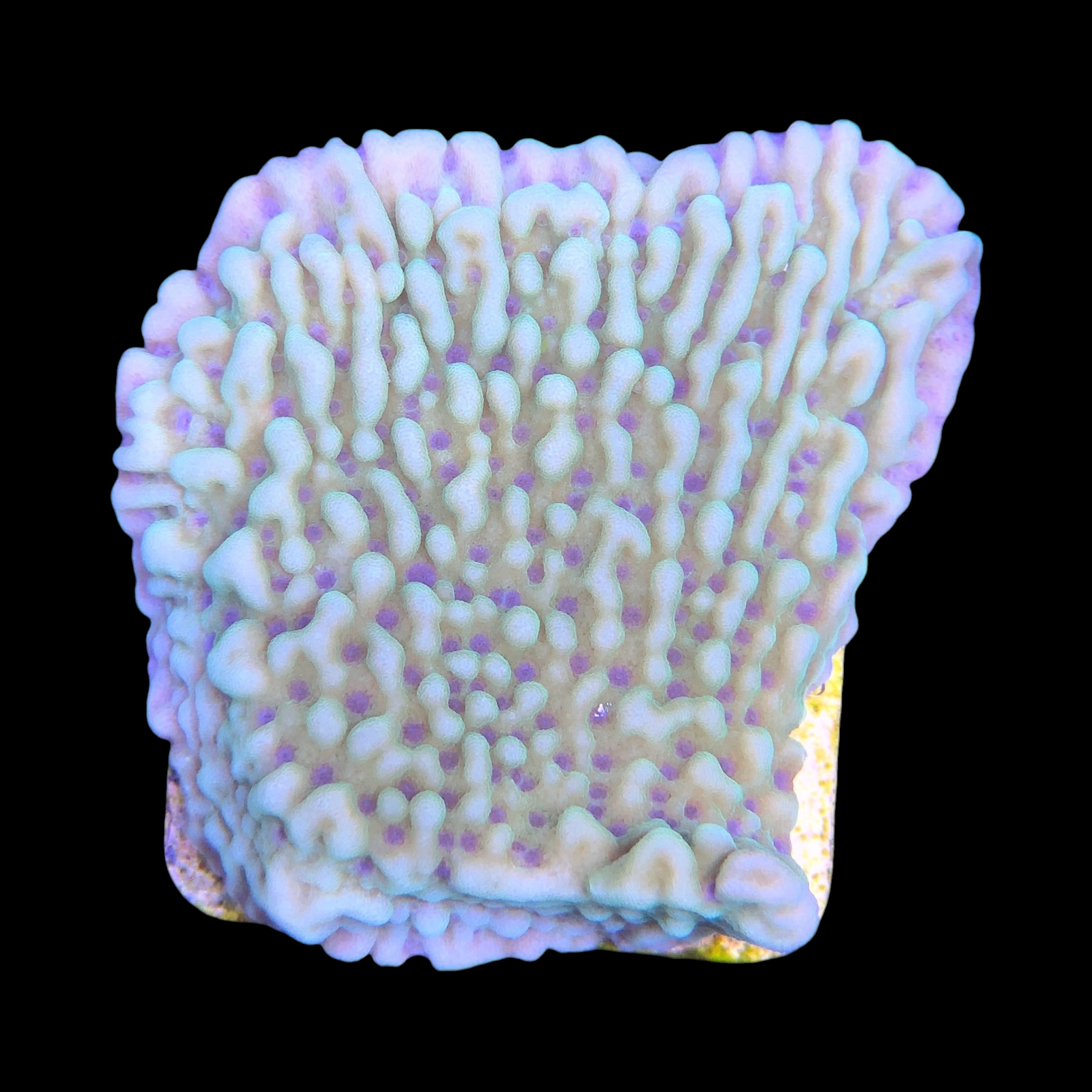 Montipora Undata Green Purple Polyps M - Imagem 2