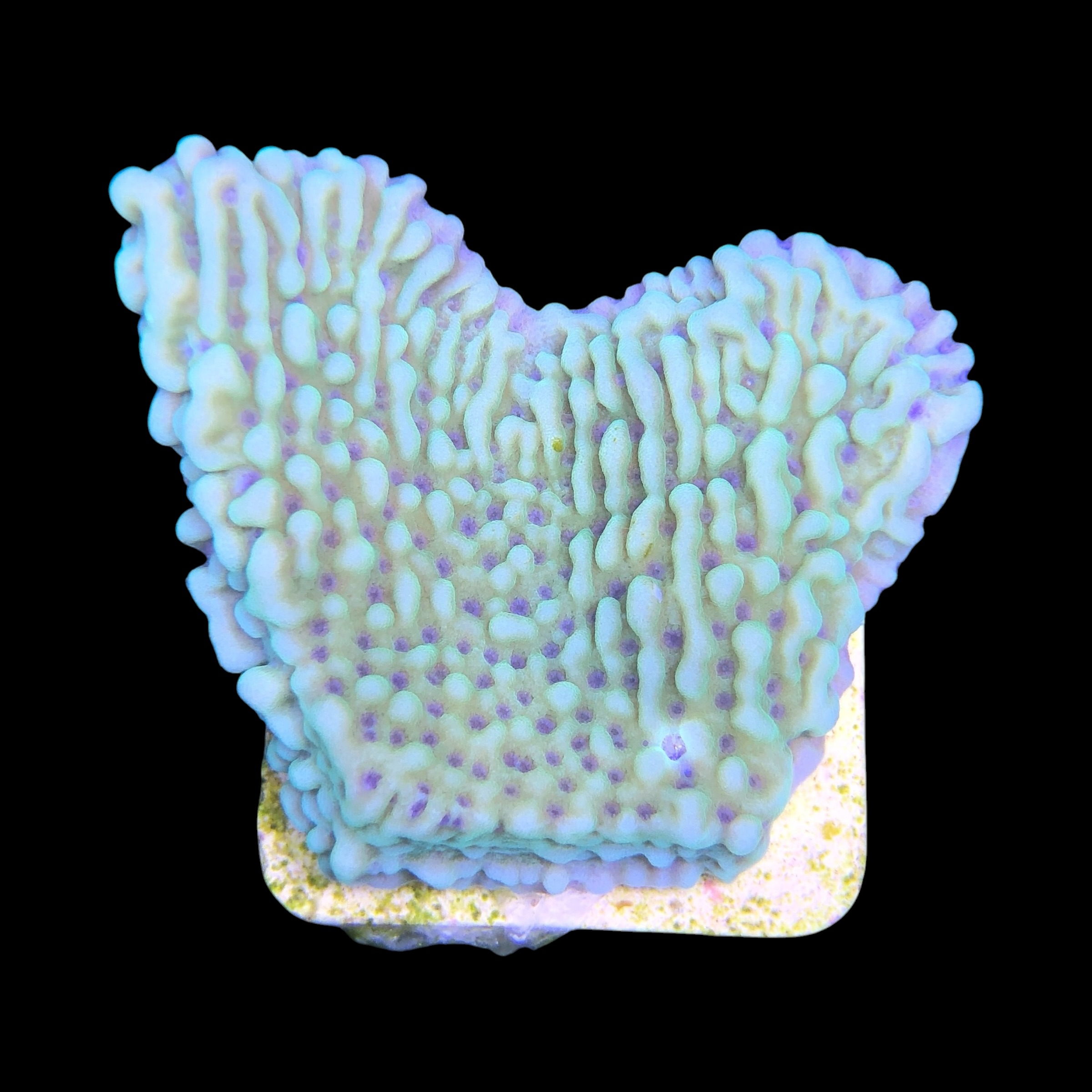 Montipora Undata Green Purple Polyps M - Imagem 2
