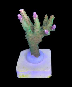 Alternative view of Paletta Pink Tips M