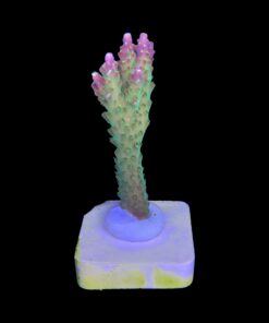 Alternative view of Paletta Pink Tips M