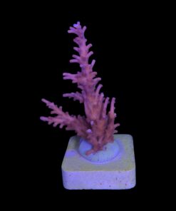 Alternative view of Pink Dragon G