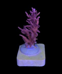 Alternative view of Pink Dragon M