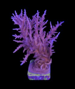 Alternative view of Pink Dragon Mini Colônia