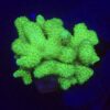 Pocillopora Green G