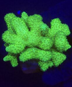 Pocillopora Green G