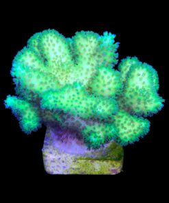 Alternative view of Pocillopora Green G
