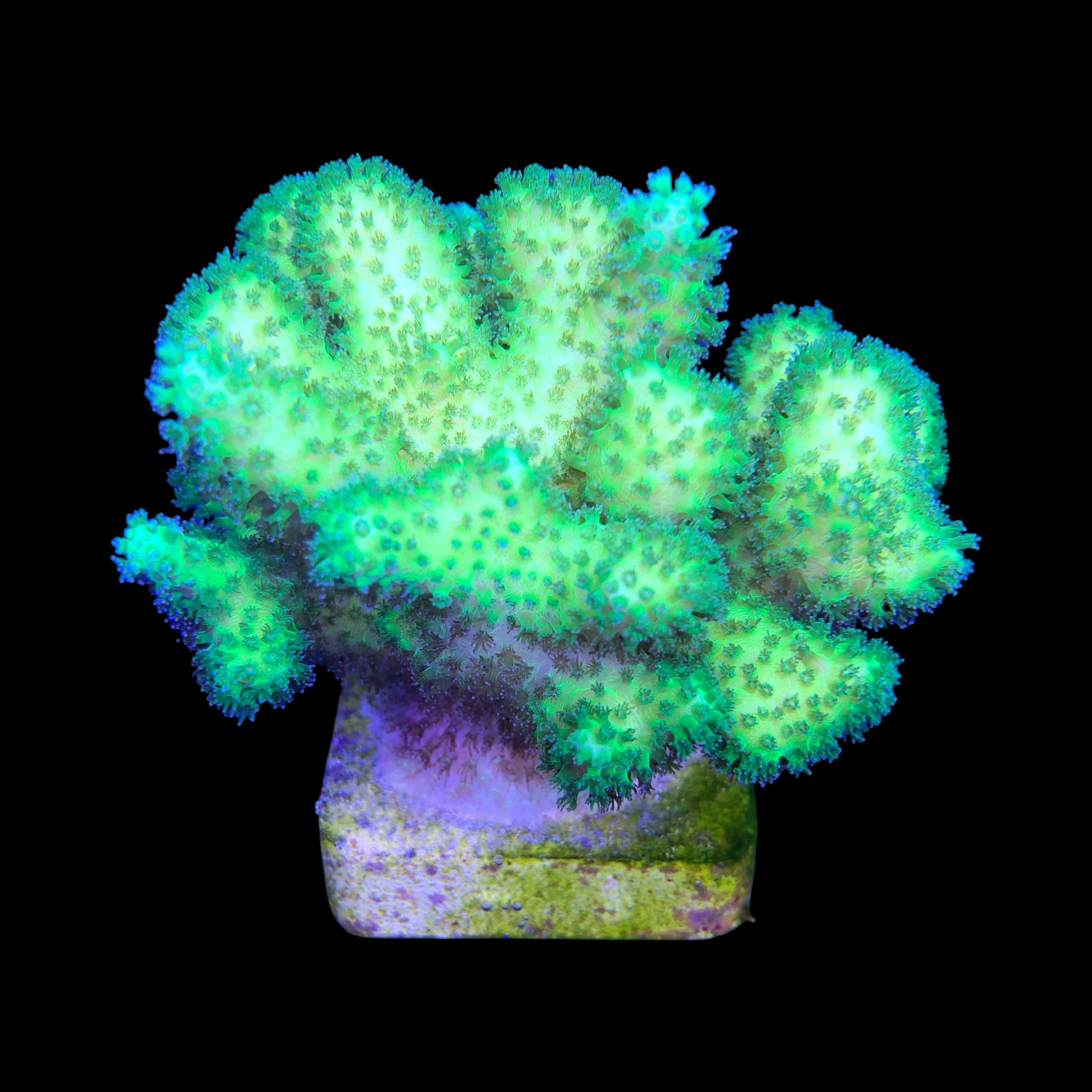 Pocillopora Green G - Imagem 2