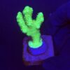 Pocillopora Green M