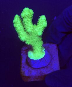 Pocillopora Green M