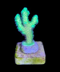 Alternative view of Pocillopora Green M