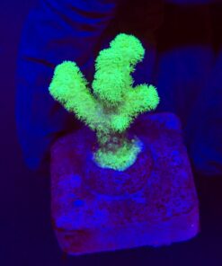 Pocillopora Green M