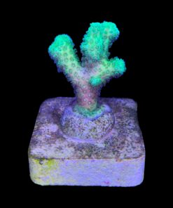 Alternative view of Pocillopora Green M