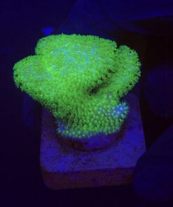 Pocillopora Yellow Green M