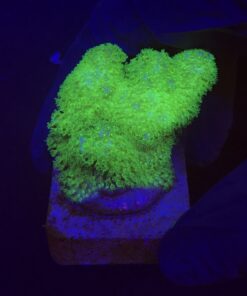 Pocillopora Yellow Green M