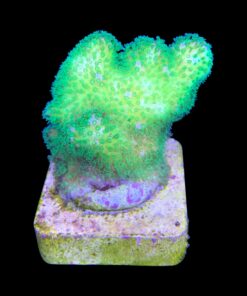 Alternative view of Pocillopora Yellow Green M