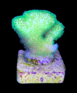 Alternative view of Pocillopora Yellow Green M