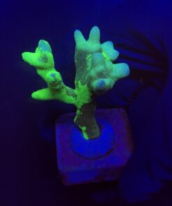 Psamocora Green M