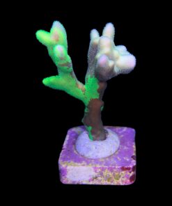 Alternative view of Psamocora Green M