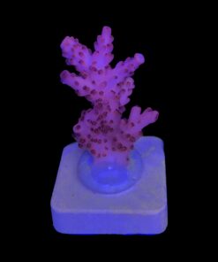 Alternative view of Radical Pink M