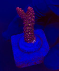 Red Robin Staghorn M