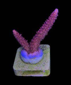 Alternative view of Red Robin Staghorn M