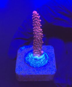Red Robin Staghorn M
