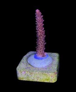 Alternative view of Red Robin Staghorn M