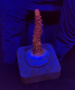 Red Robin Staghorn M