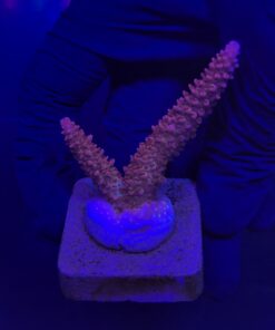 Red Robin Staghorn M