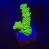 Salmoensis Green M