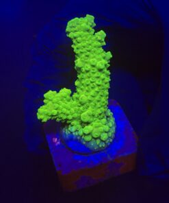 Salmoensis Green M