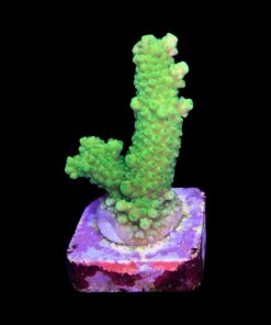 Alternative view of Salmoensis Green M