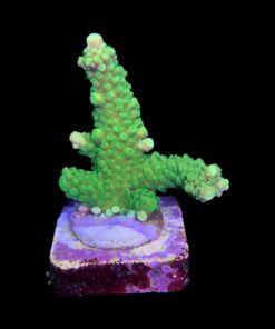 Alternative view of Salmoensis Green G