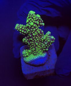Salmoensis Green M