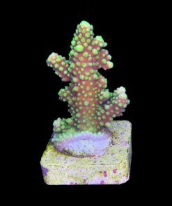Alternative view of Salmoensis Green M