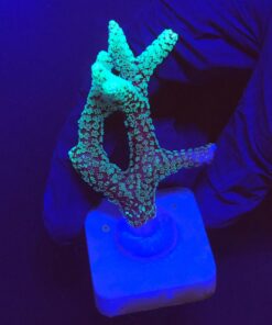 Seriatopora Caliendrum G