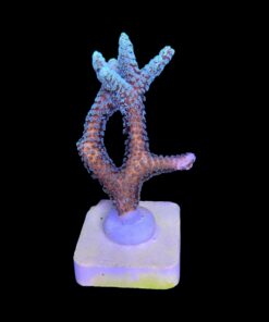 Alternative view of Seriatopora Caliendrum G