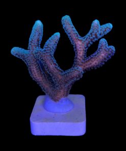 Alternative view of Seriatopora Caliendrum M