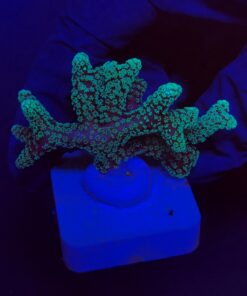 Seriatopora Caliendrum M