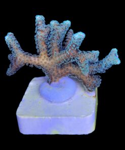 Alternative view of Seriatopora Caliendrum M