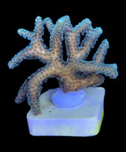 Alternative view of Seriatopora Caliendrum M