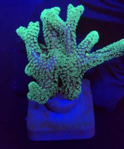 Seriatopora Caliendrum M