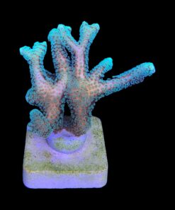 Alternative view of Seriatopora Caliendrum M