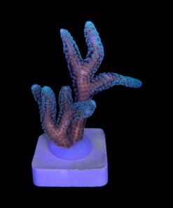 Alternative view of Seriatopora Caliendrum M