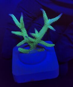 Seriatopora Ponape M