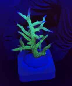 Seriatopora Ponape M