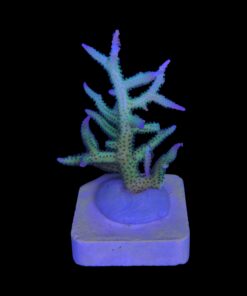 Alternative view of Seriatopora Ponape M