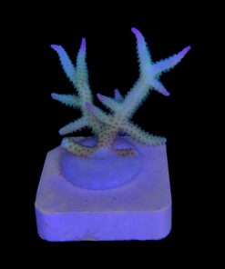 Alternative view of Seriatopora Ponape M