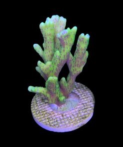 Alternative view of Slime Ball Anacropora G
