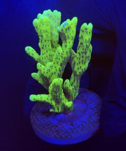 Slime Ball Anacropora G